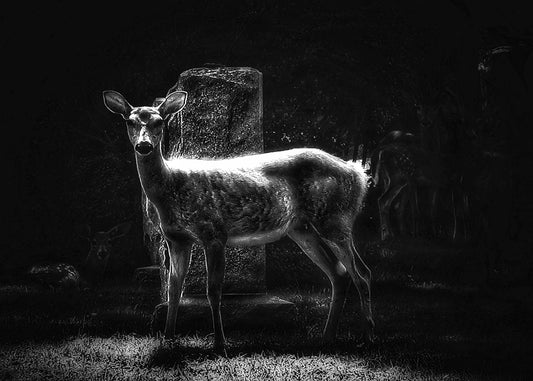 Cemetery deer