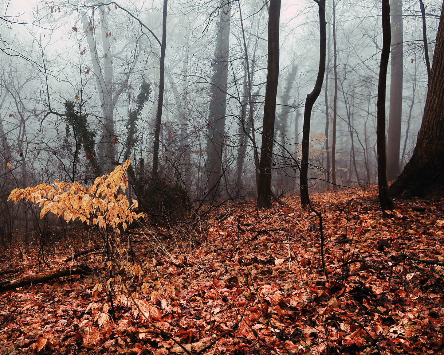 Foggy Woods