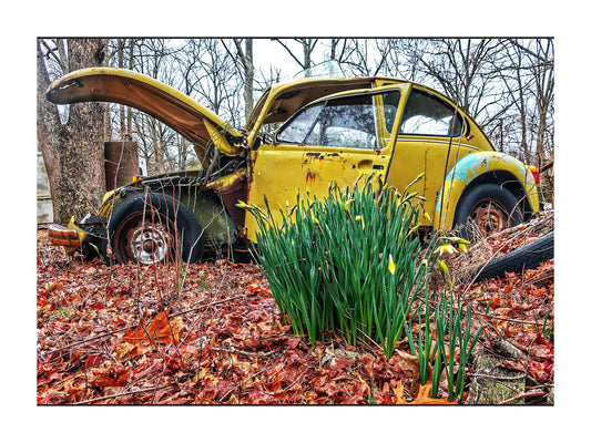 Junkyard Daffodils